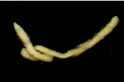 저서동물